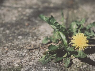 #GmüesStadtZüri – Gärtnern ganz einfach mit Gemüseresten