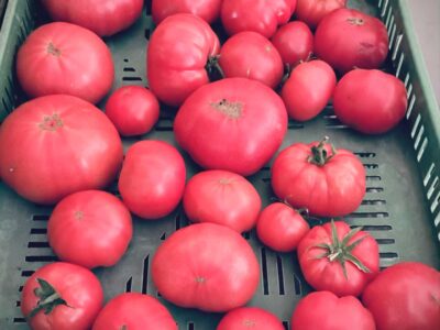 Am schnellsten erröten die treulosen Tomaten ♥